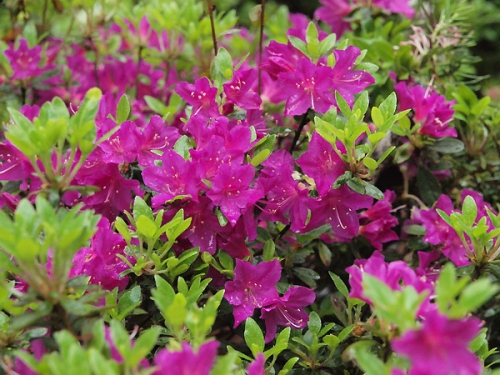 Azalia japońska 'Purpurtraum'